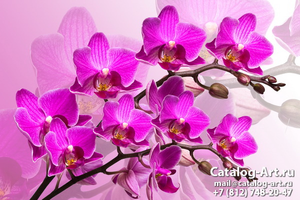 Pink orchids 31
